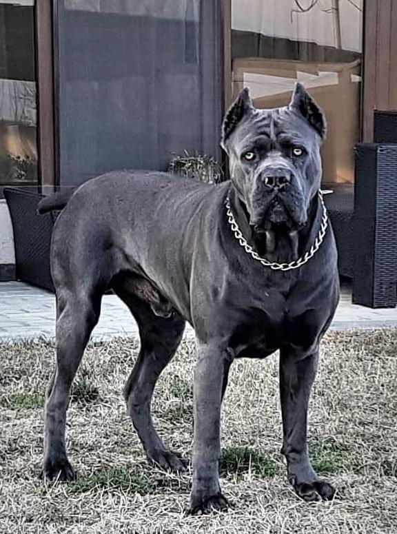BLUE BREEZ BRONWEN OKROS VELIDAN