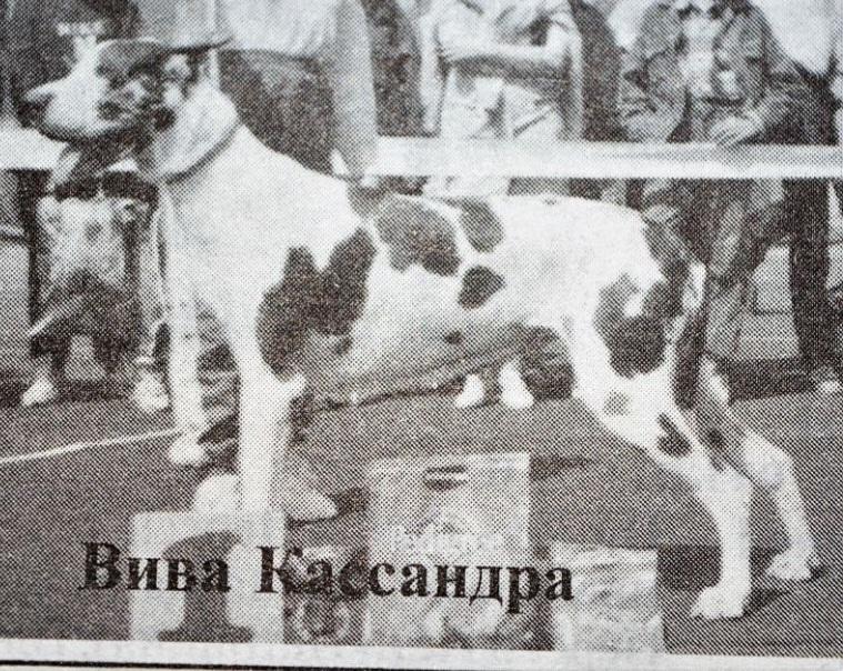 VIVA CASANDRA