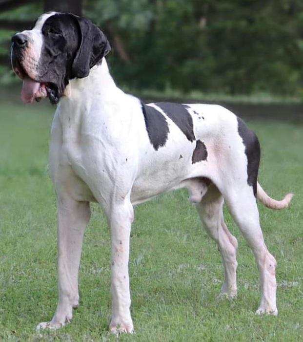 Atlas Of Lauer Danes