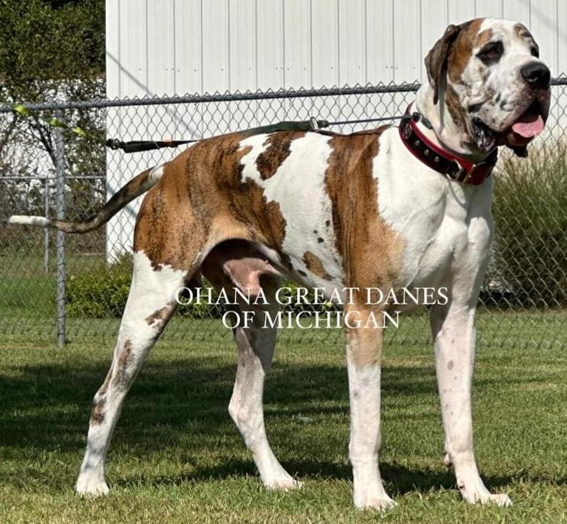 Jedi Knight Of Ohana Great Danes