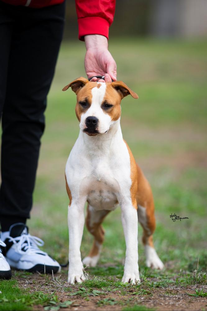 JC Ring Angels Russian Roulette