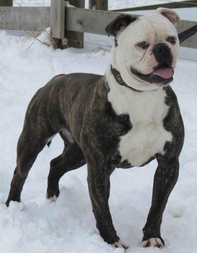 Tight N Tuff's Shirley