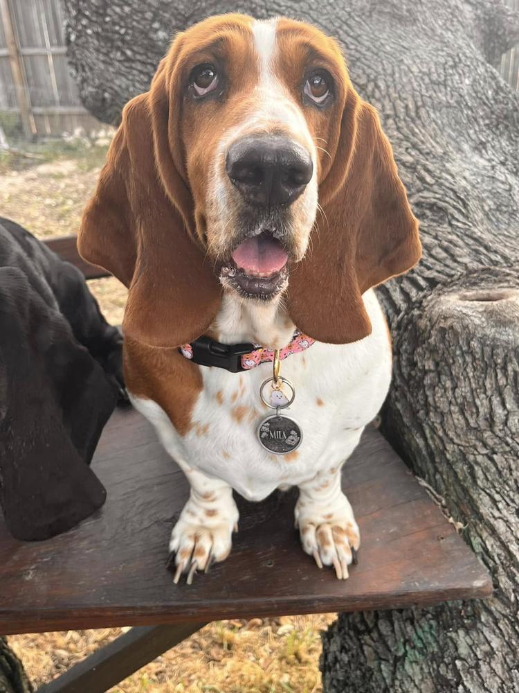 Lilbratzbassets- Mila In Wonderland