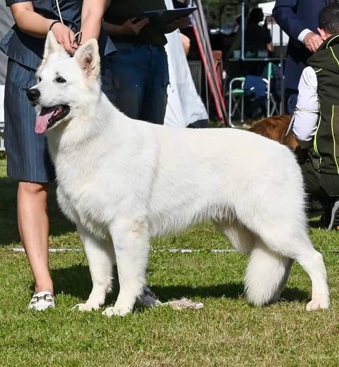 Royals Of White Mountain Doctor Spettro