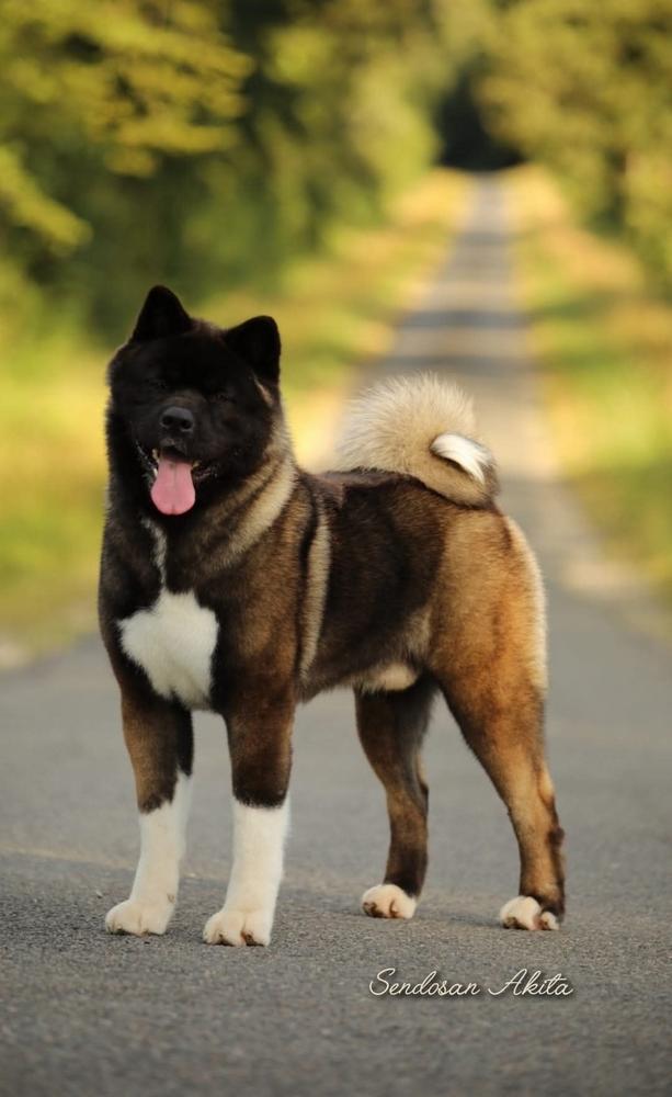 Kazan No Thorgal