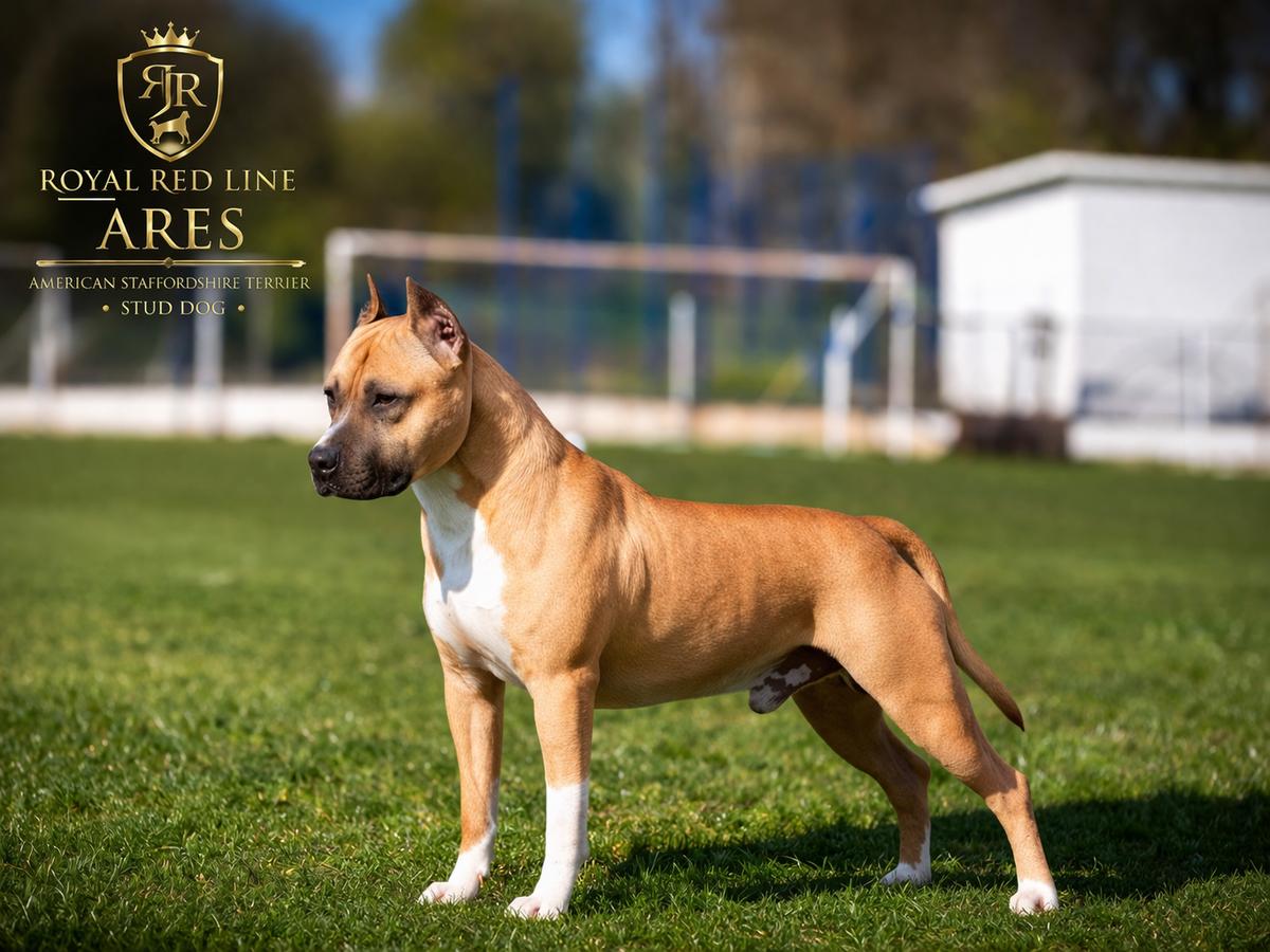 Ares Royal Red Line