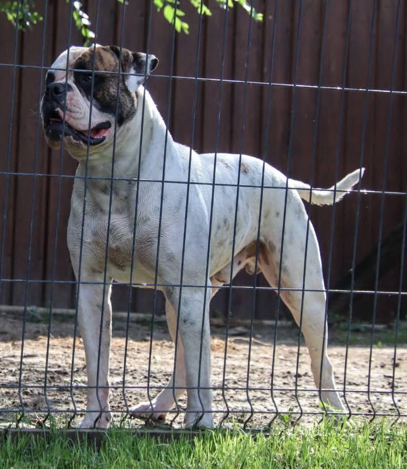 Rsd Bulls Odin
