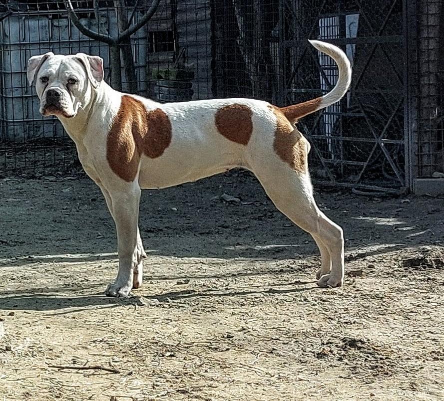 Rsd Bulls Tyra of Salvus Bulls