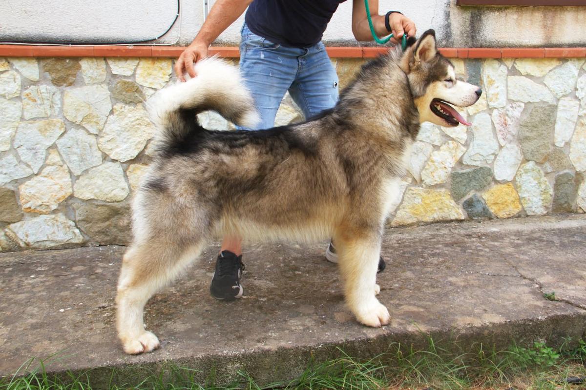 Zhemchuzhny Zefir Northern Baby