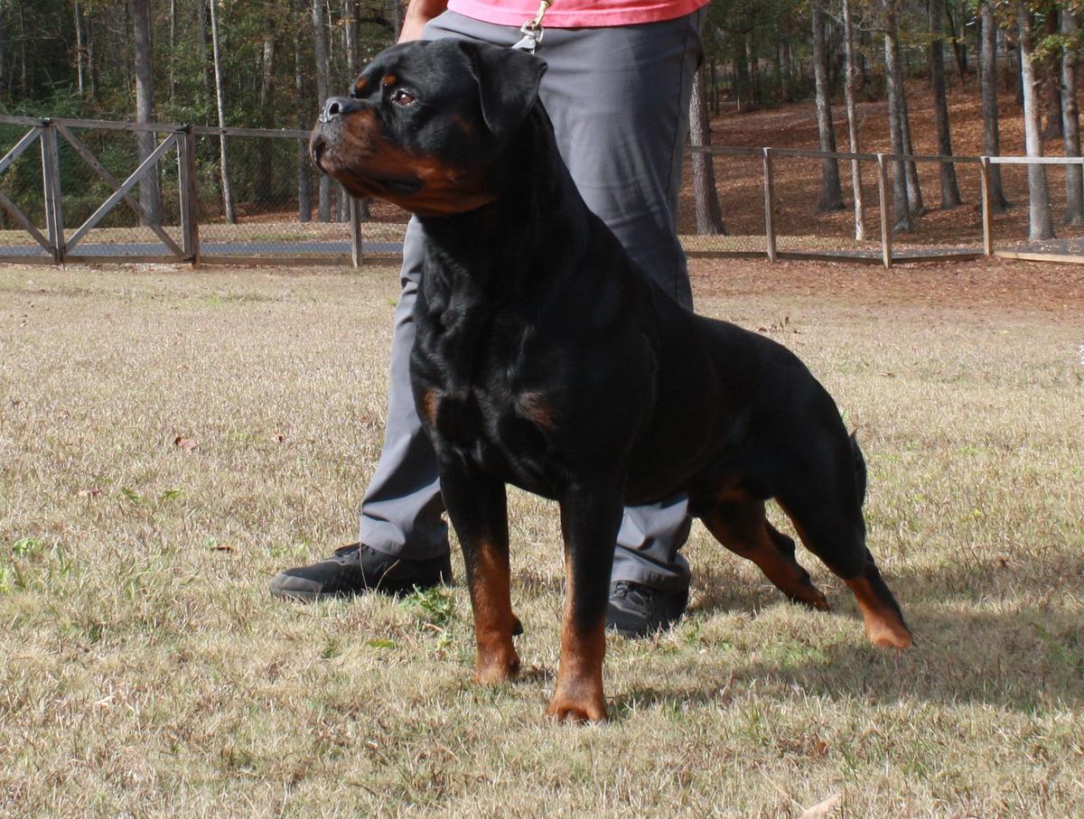 Lenox Junior Montagna