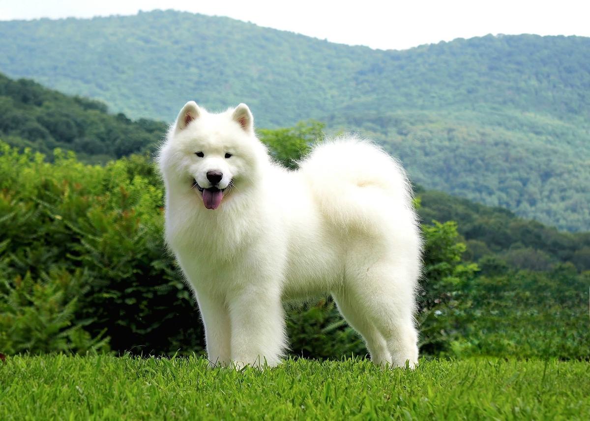 Snowshoe Proudly Presents Elvis