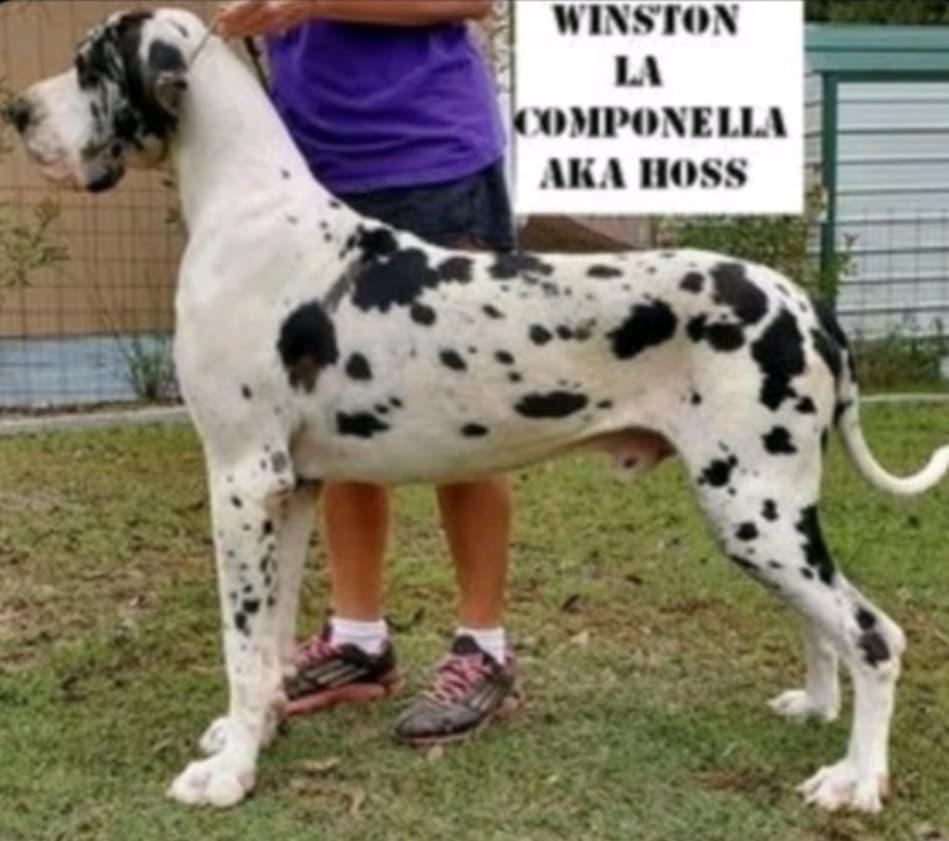 Winston La Componella