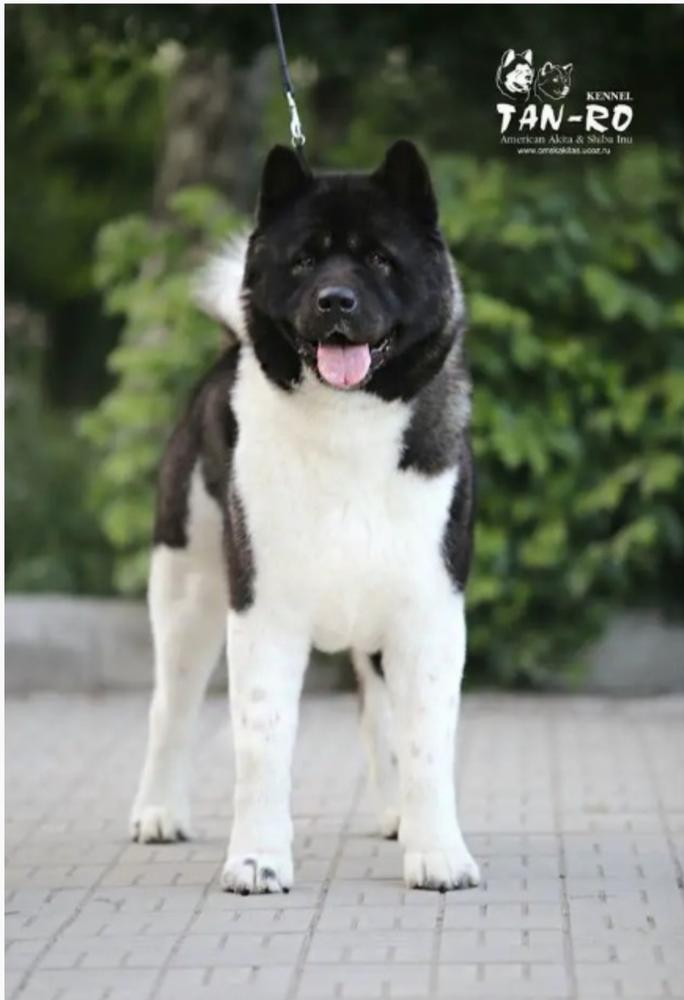 TAN-RO SIBERIAN SUCCESS IN BLACK