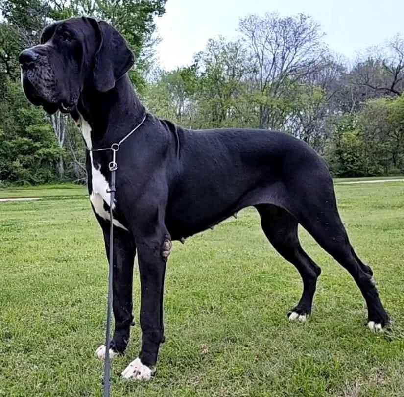 Scoober Danes How Are You Feeling?