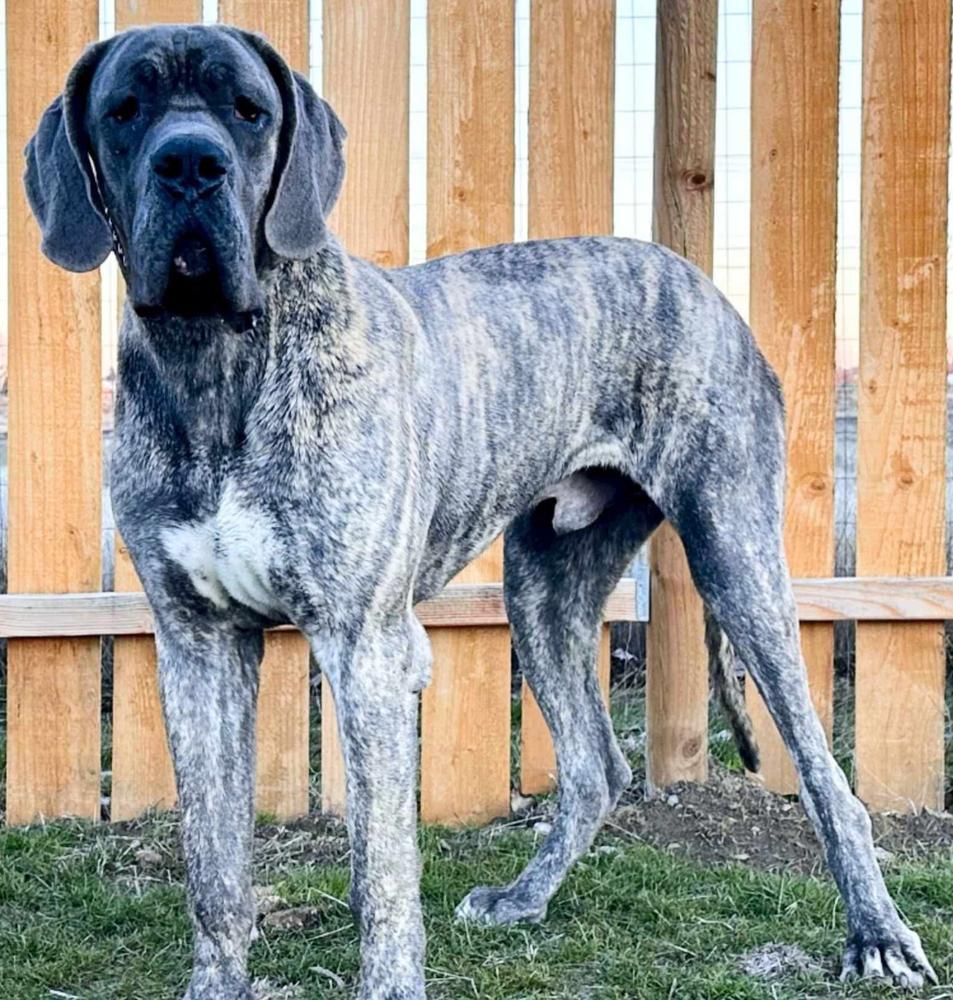 Scoober Danes Ashur, Joy Of PFD