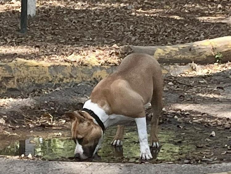 Zanna’s Independence Aby Of Royal Amstaff