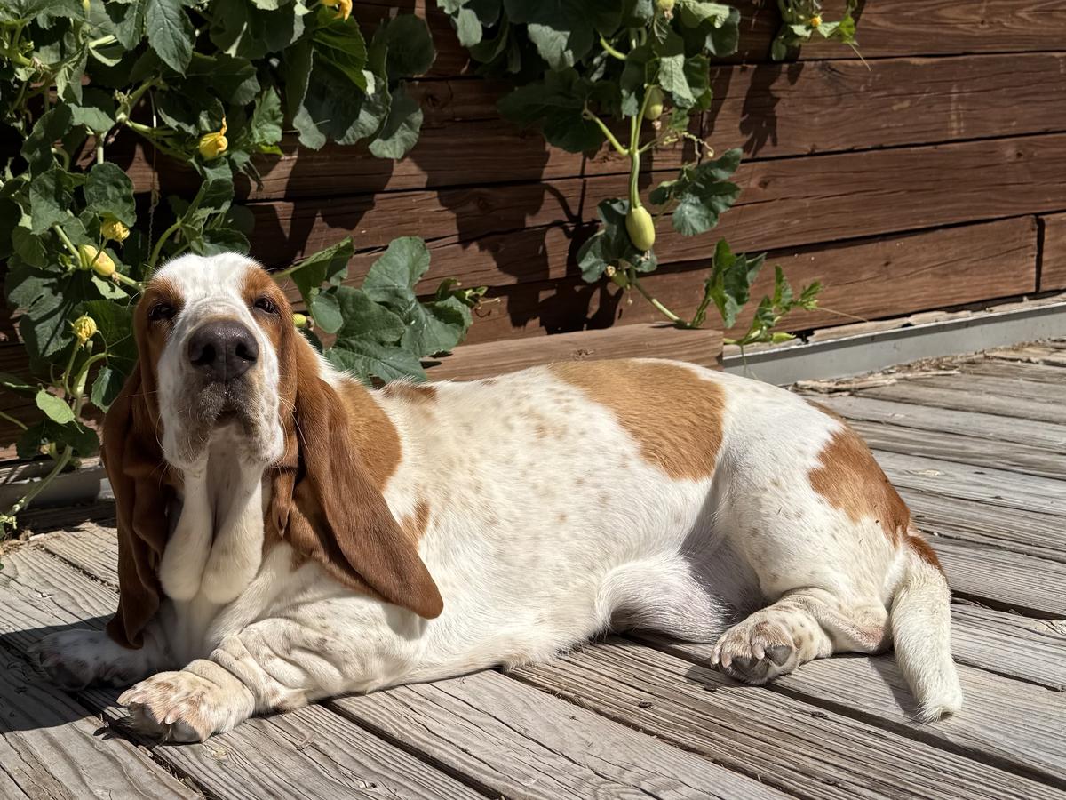 Christensen's Feisty Fiona