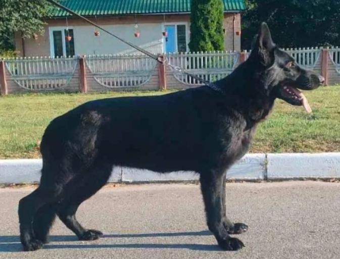 Goldi von Alexes Hund