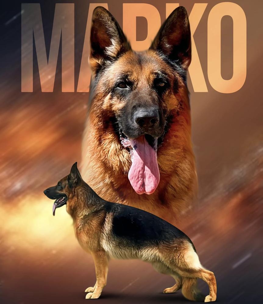 Marko of Zedex