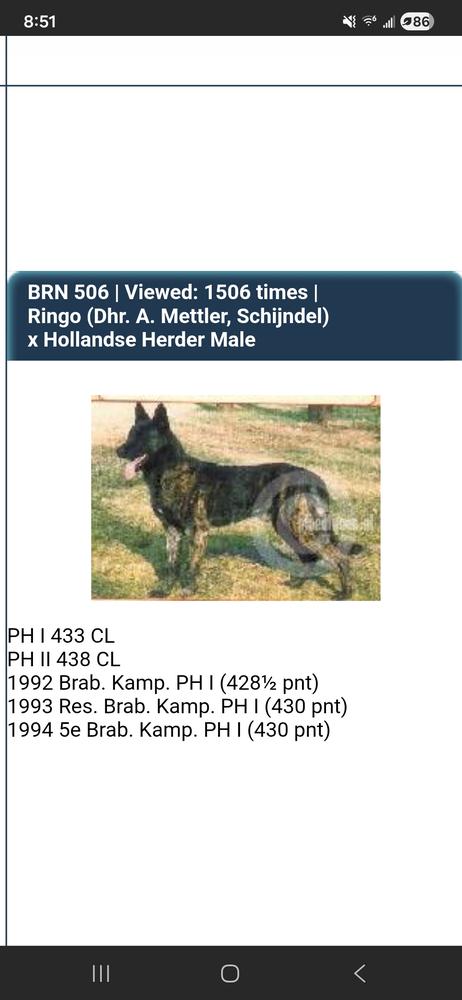 Ringo BRN 506