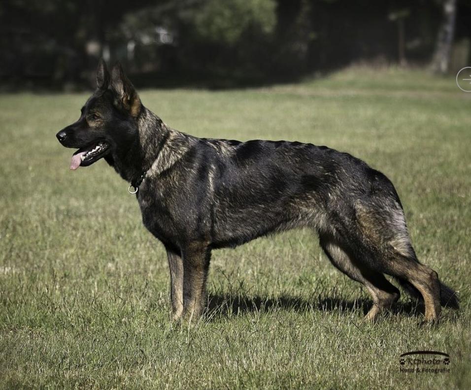 Elli von den Schwarzen von Monstab