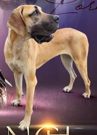 Scoober Danes Whispers In The Dark @RCRanch