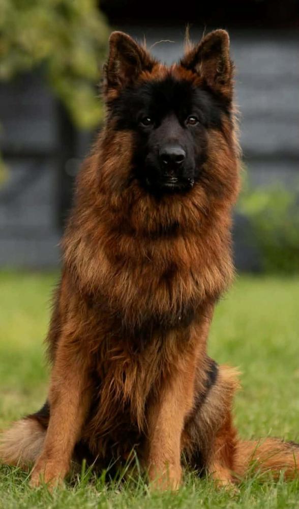 Erazmus Artinus