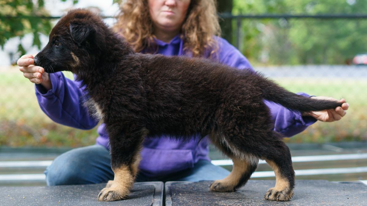 Brego vom Rabenauge