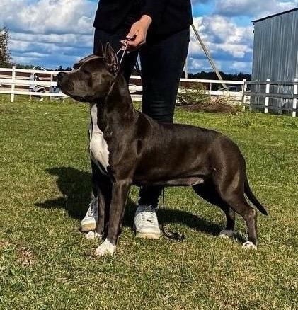 SKY DOMINANT