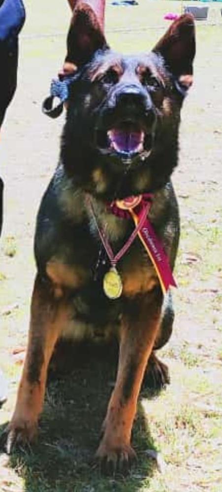 Hausbende Koda