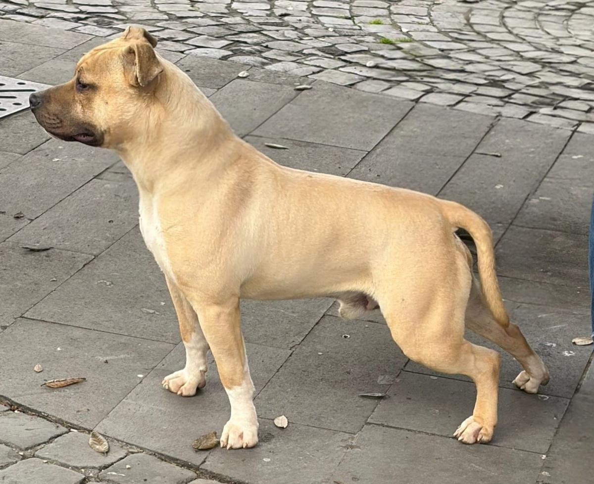 Real Am Staf Lion