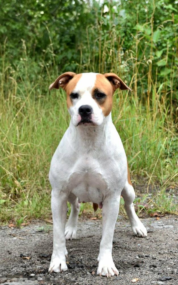 Feeling Of Victory Mega Amstaff