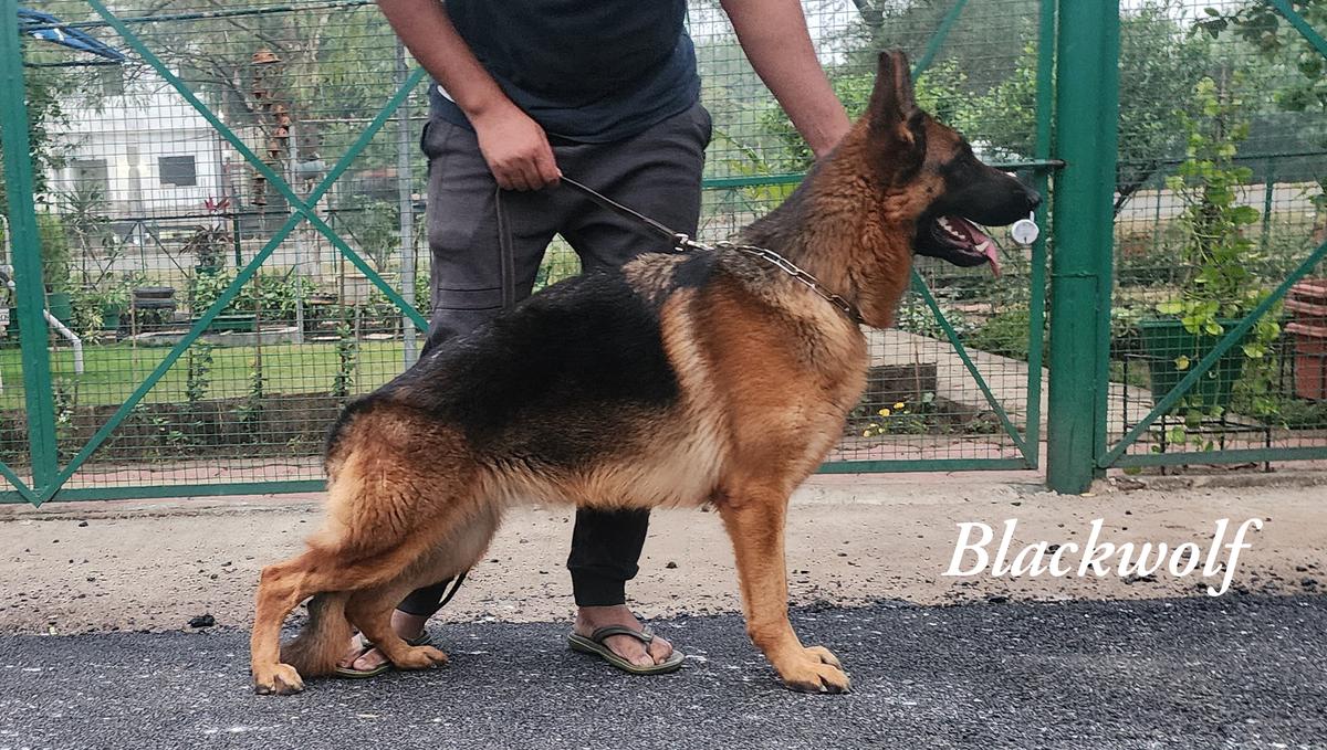 Blackwolf's Kutie
