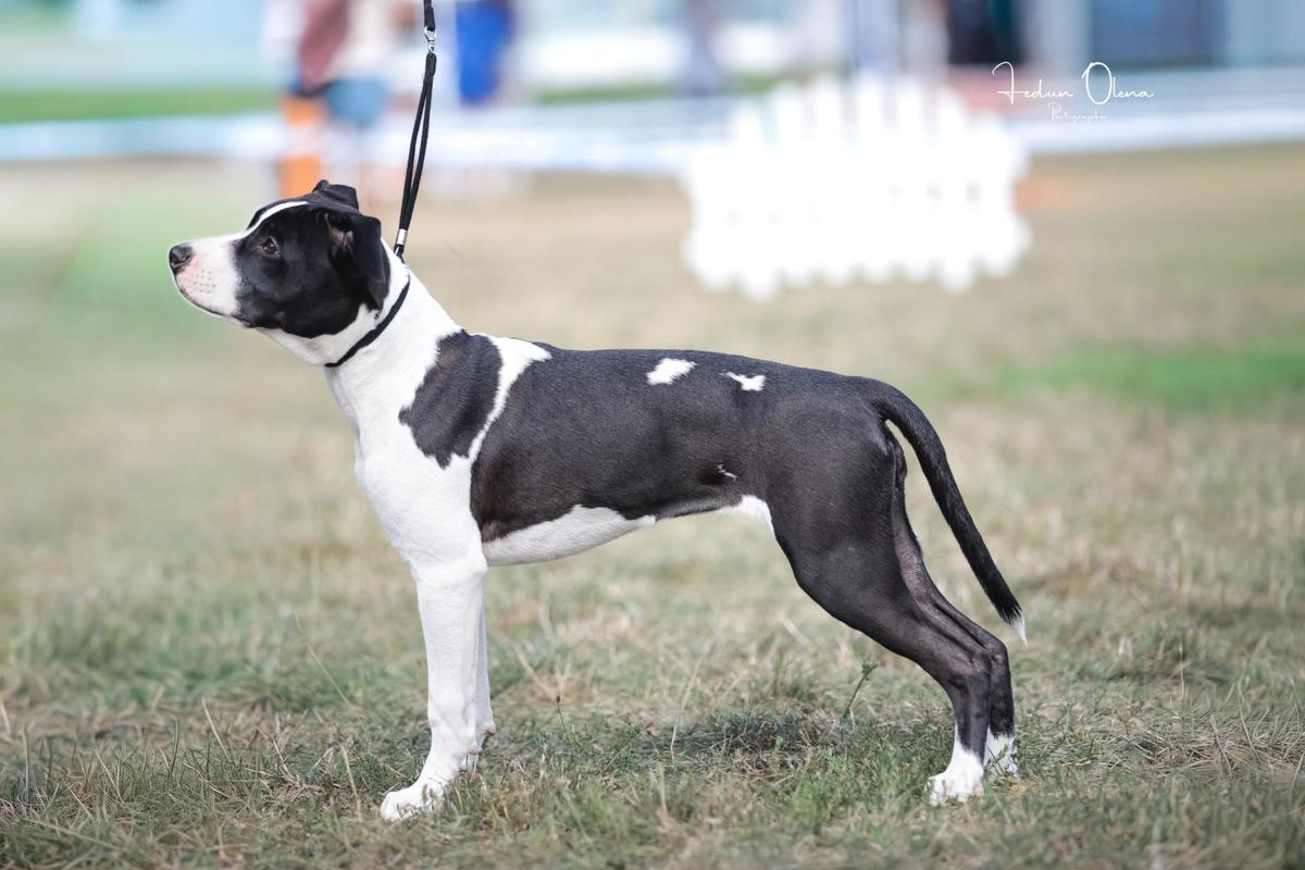 Let The Dreams Come True Mega Amstaff