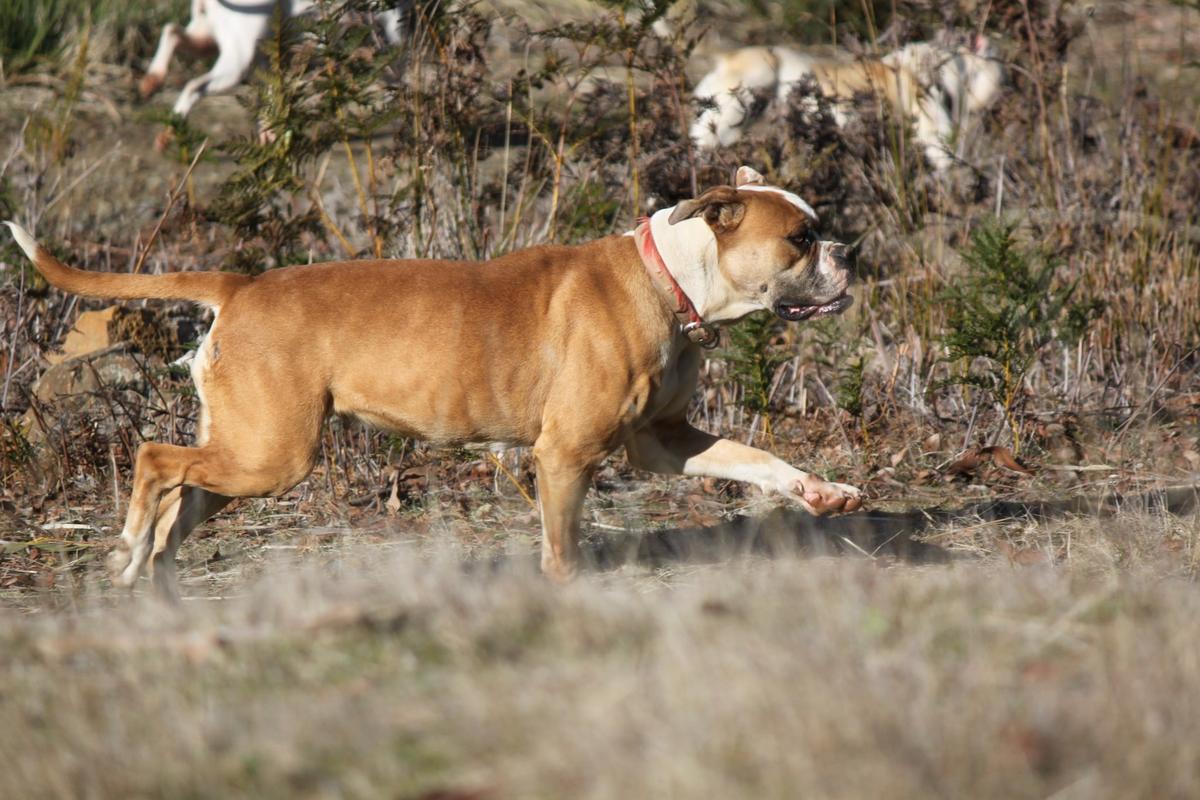 Django's Narla