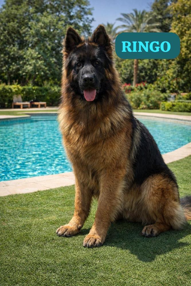 Ringo vom Professional Kennel