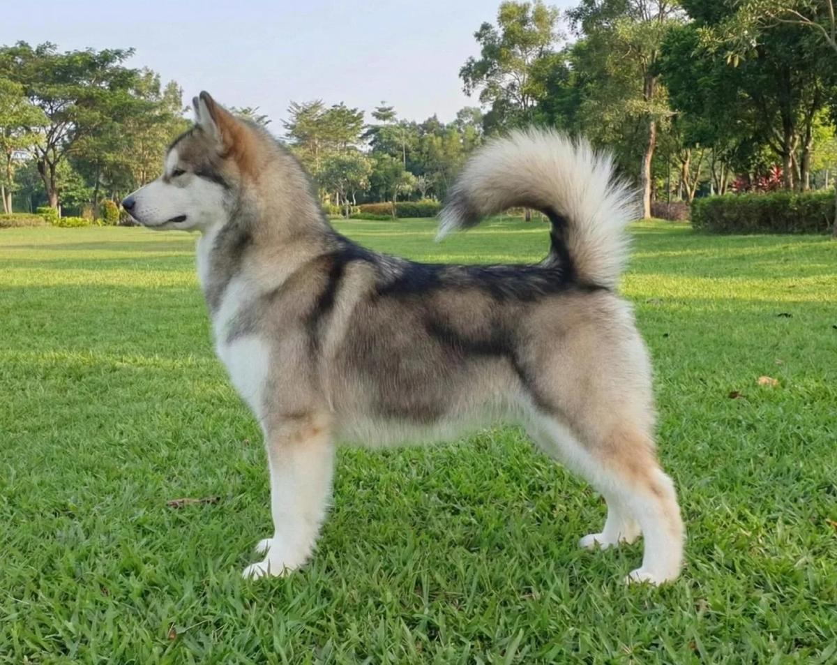 ELIS DENALI PEGO