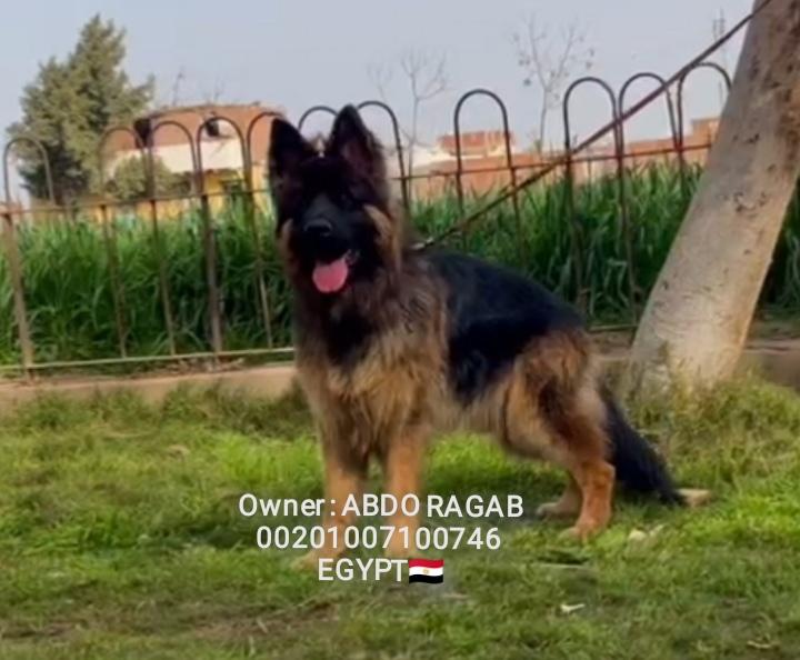 Romelu vom Professional Kennel