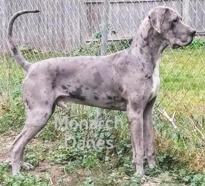 Monarchs Apex Legend Of Zeke