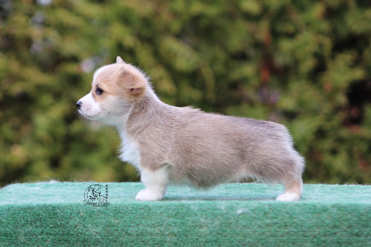 Divine Paws Blika