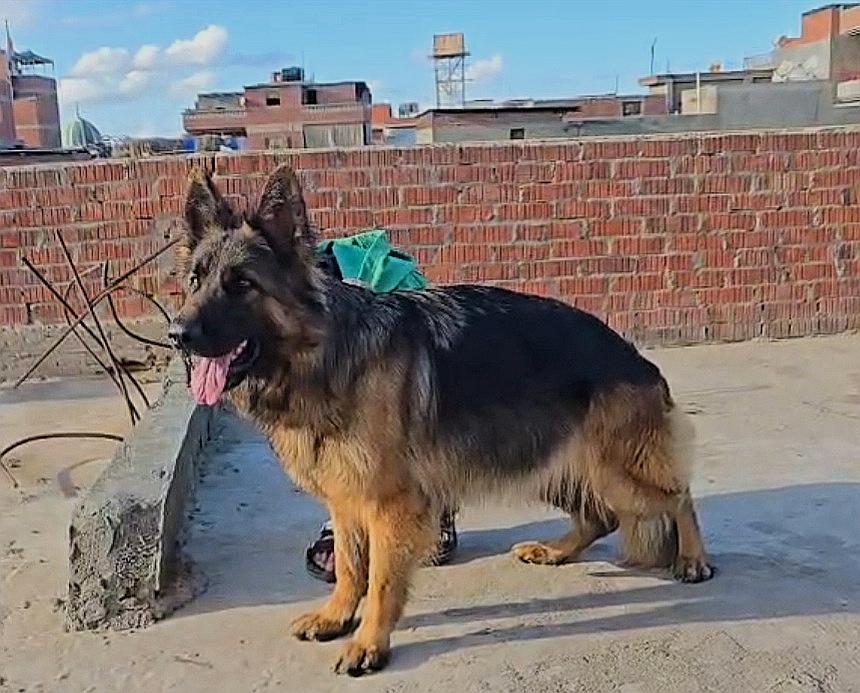 Horrya vom Royal Kennel
