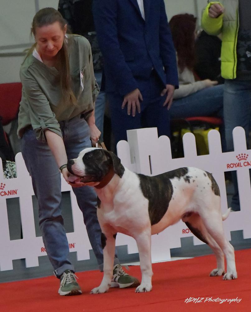 Sargetia Forest Stonehange of Turul Bulls aka OZZY