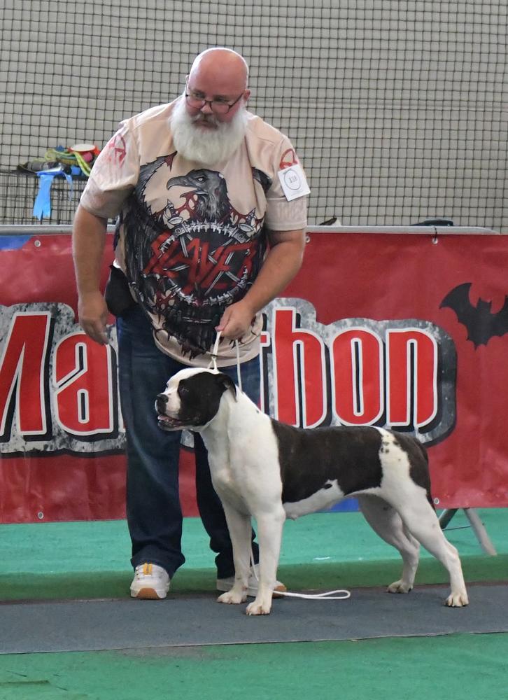 Sargetia Forest Cathy of Turul Bulls aka NOVA