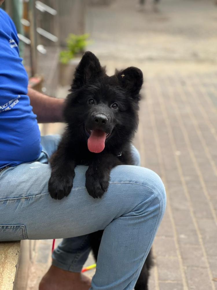 Baddy Vom Zein Kennel