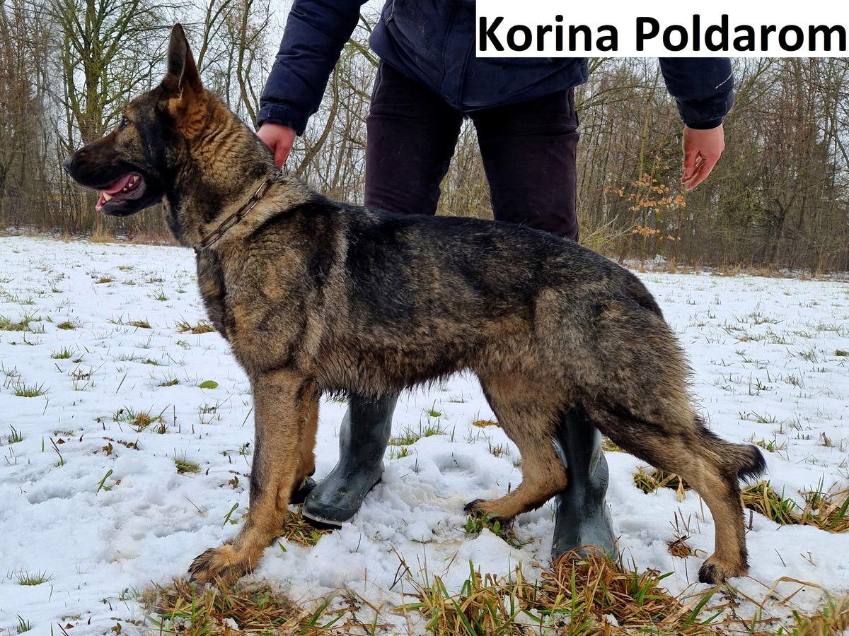 Korina Poldarom