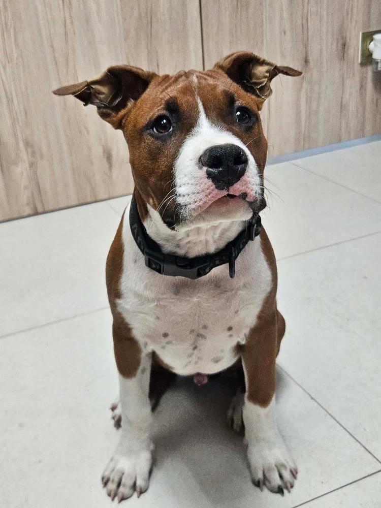 Robustaff West Coast Red Boy