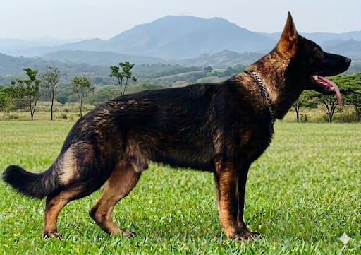 Duke vom Muenshof
