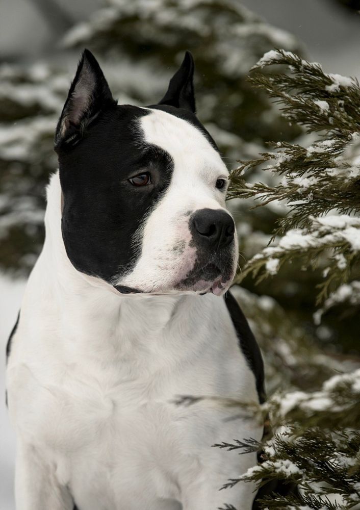 Imperial Gigant Jagger