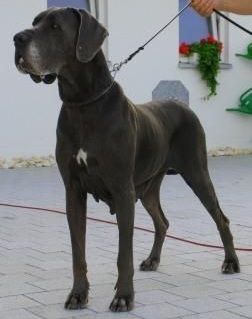 Walli Dog-Lome