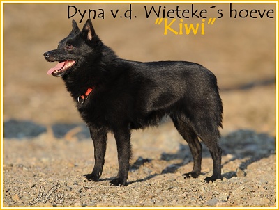 Dyna v.d. Wietekes hoeve